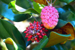 Vruchten aan de magnoliaboom